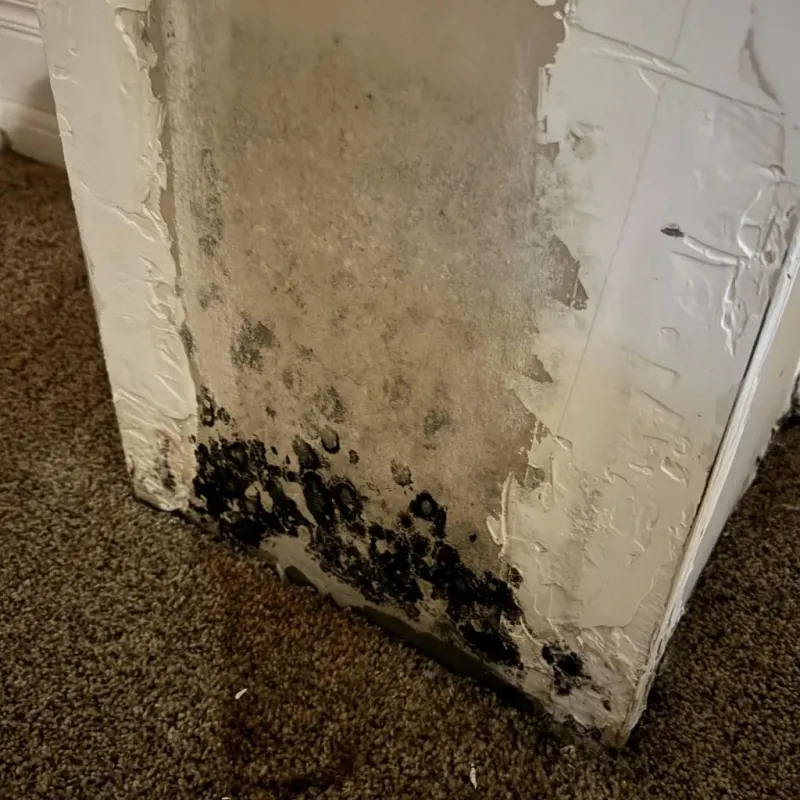 Professional Mold Removal in Niles, MI